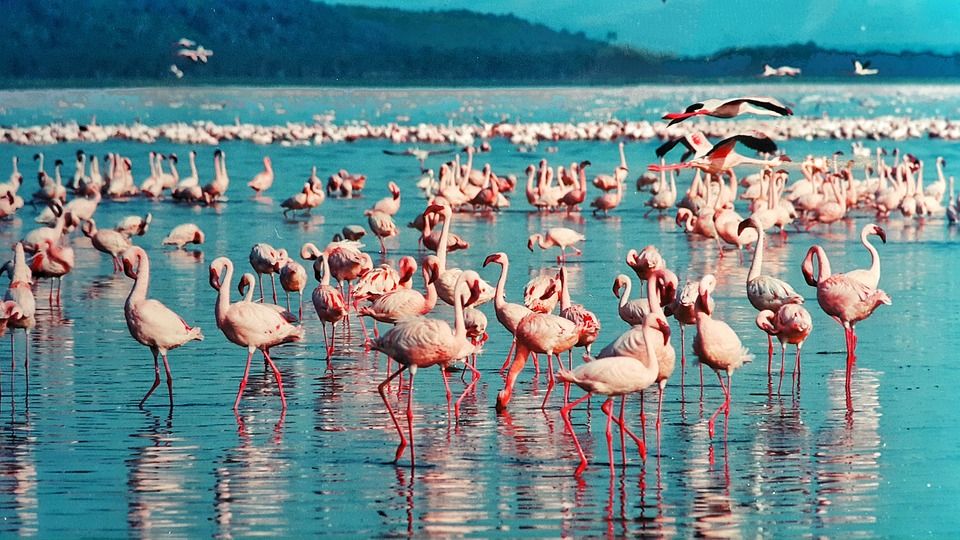 Los flamencos viven una media de cuarenta años / Foto: Jimbo Chan