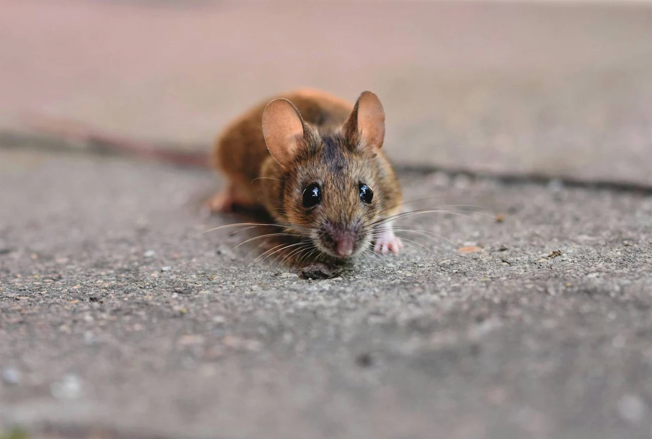 Las infecciones zoonóticas - Hantavirus - / Foto: Pexels