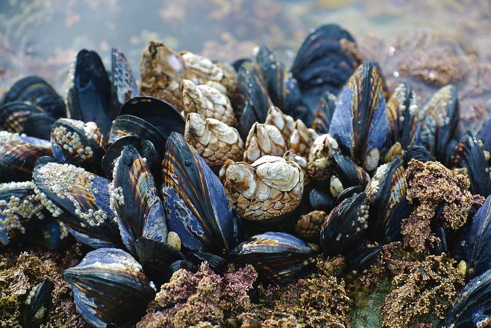 Mejillones y percebes en una roca de la costa canadiense / Foto: Donieve