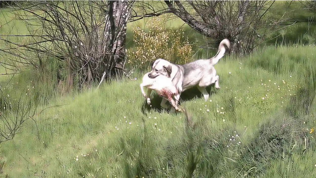 Perro salvaje ataca rebaño y escapa con un cordero / Foto: FAPAS