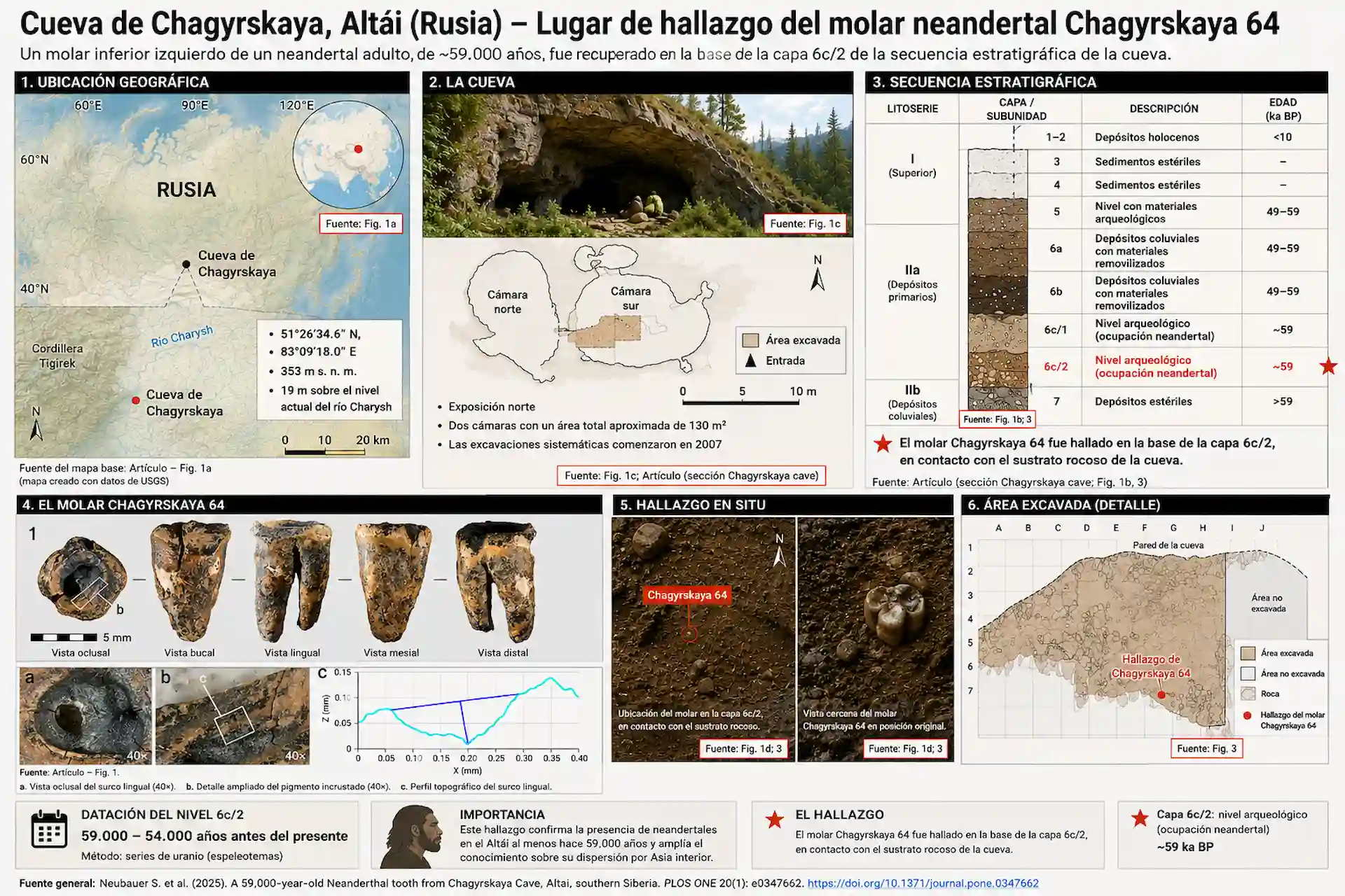 Infografía basada en el estudio de 'PLOS One' sobre el molar neandertal Chagyrskaya 64, hallado en la cueva de Chagyrskaya (Altái, Rusia), hace unos 59.000 años / Imagen: GPIA - EA