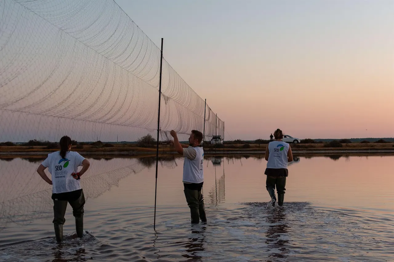 Anillamiento de aves en las Marismas de Odiel / Foto:  SEO/BirdLife