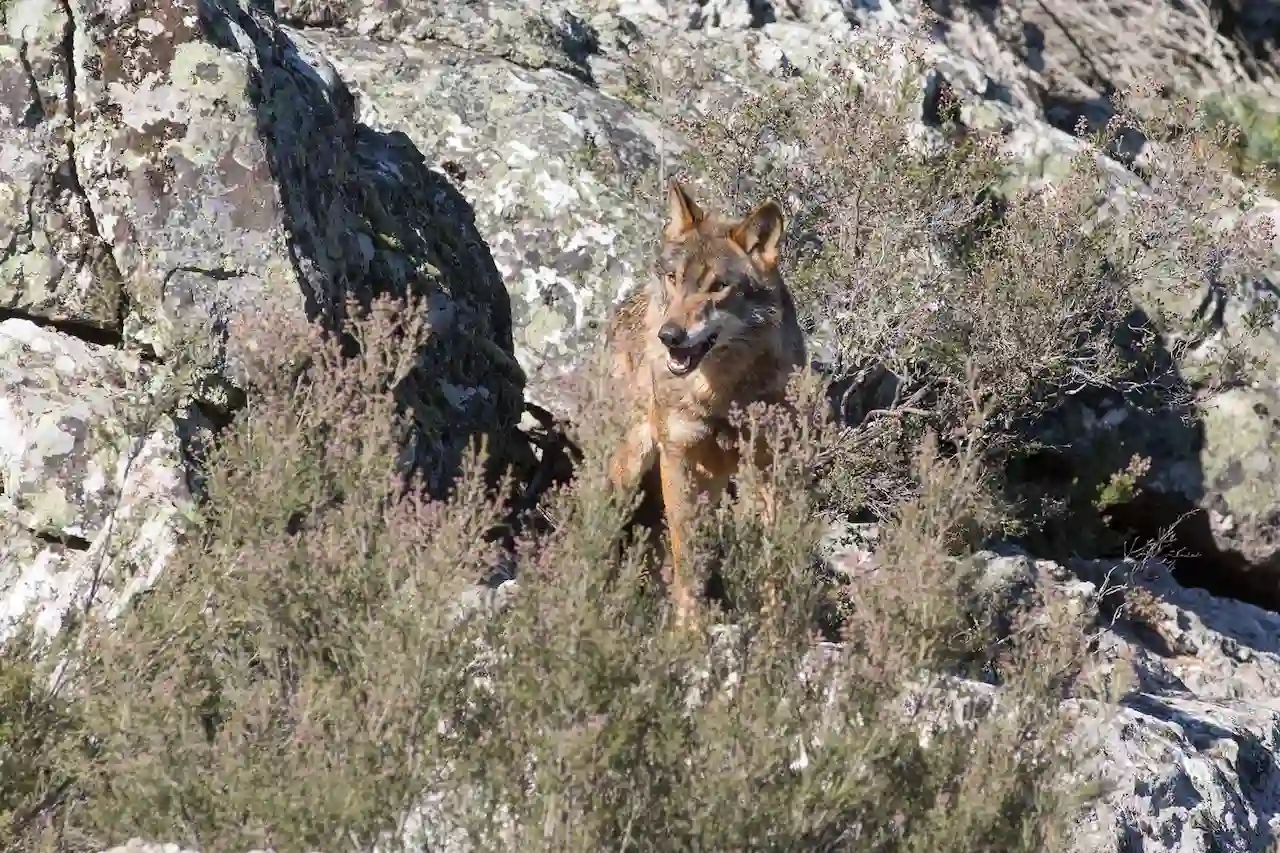 Un lobo ibérico del Centro del Lobo Ibérico en localidad de Robledo de Sanabria / Foto:  Carlos Castro-EP