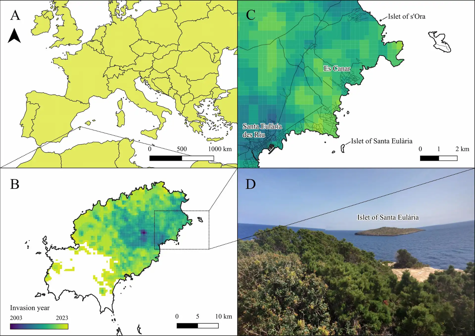 Mapa de Ibiza y sus islotes con la expansión de la culebra invasora y la ubicación de S’Ora y Santa Eulària, donde desapareció la lagartija pitiusa / Imágenes: 'Ecology'