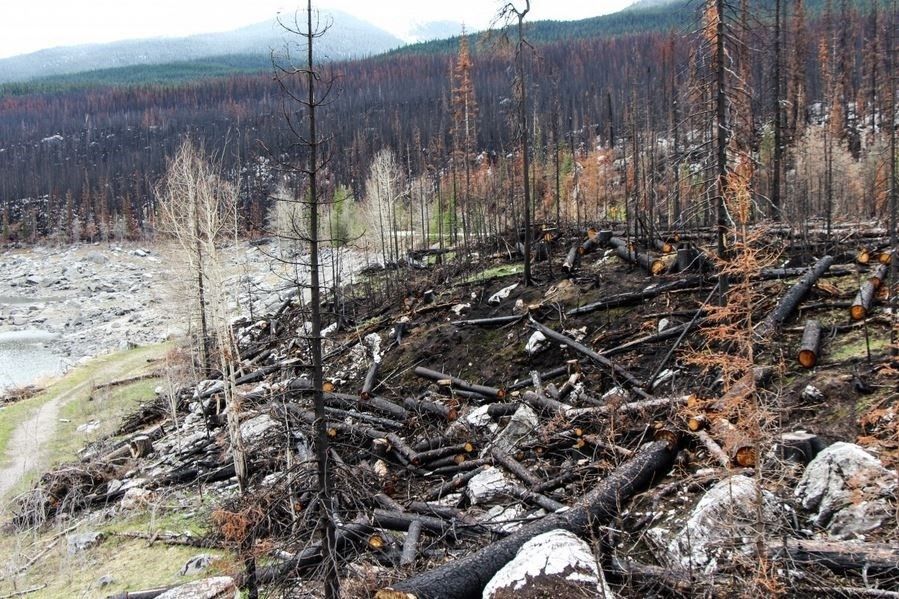 Los fuegos han destruido cientos de miles de hectáreas de bosque en Canadá, Alaska y Siberia / Foto: PXHERE
