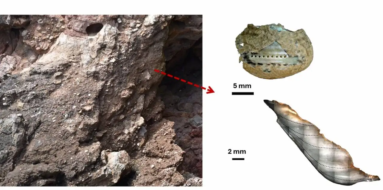 Análisis en laboratorio de un ejemplar del caracol marino Phorcus turbinatus utilizado en el estudio sobre la explotación de moluscos por neandertales / Imagen: UAB