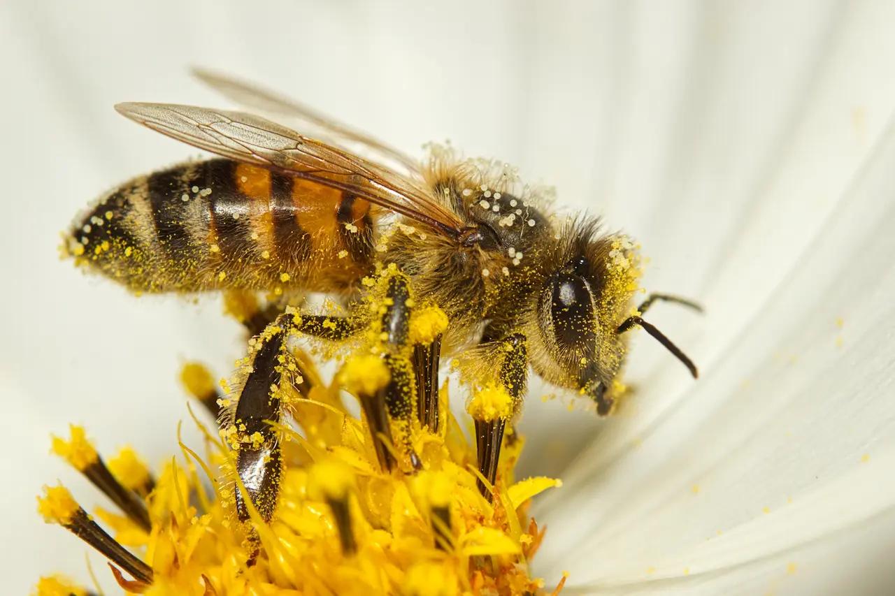 El sureste europeo es hogar de numerosas especies de abejas silvestres. Día Mundial de las Abejas, 20 de mayo / Foto: PB El sureste europeo es hogar de numerosas especies de abejas silvestres. Día Mundial de las Abejas, 20 de mayo / Foto: PB