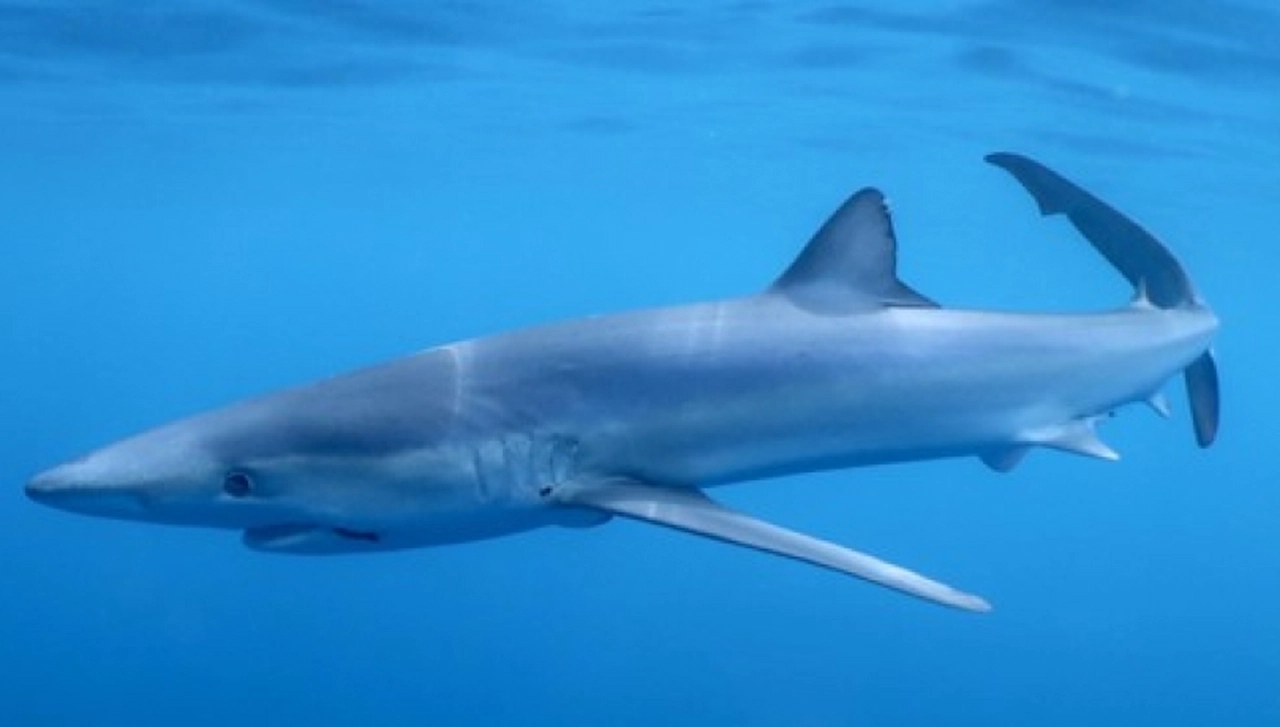 Tintorera, uno de los tiburones más comunes del Mediterráneo, junto a una embarcación artesanal frente al Cabo de Creus, en Cataluña / Foto: Jordi Riera (Sotamar) - ICM-CSIC Tintorera, uno de los tiburones más comunes del Mediterráneo, junto a una embarcación artesanal frente al Cabo de Creus, en Cataluña / Foto: Jordi Riera (Sotamar) - ICM-CSIC