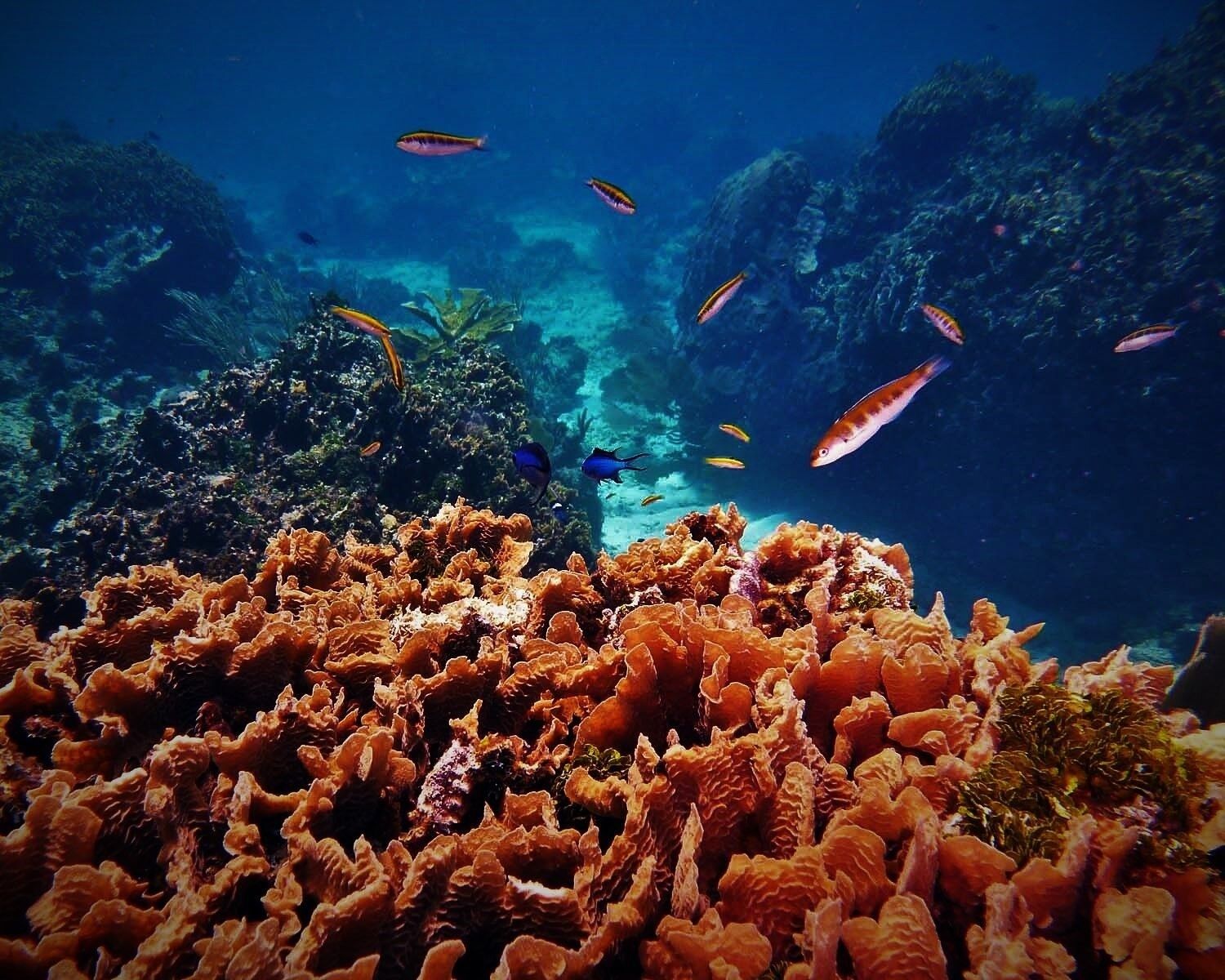 Los arrecifes coralinos son uno de los ecosistemas más ricos y frágiles / Foto: Noel Wingers - UICN