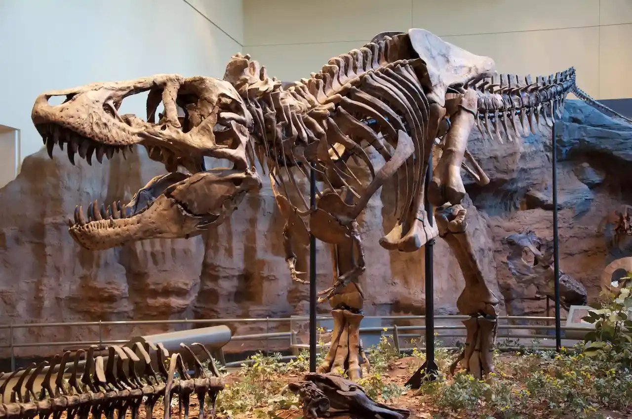 Ejemplar de Tyrannosaurus rex en el Museo Carnegie de Historia Natural, Pittsburgh / Foto: WMC Ejemplar de Tyrannosaurus rex en el Museo Carnegie de Historia Natural, Pittsburgh / Foto: WMC