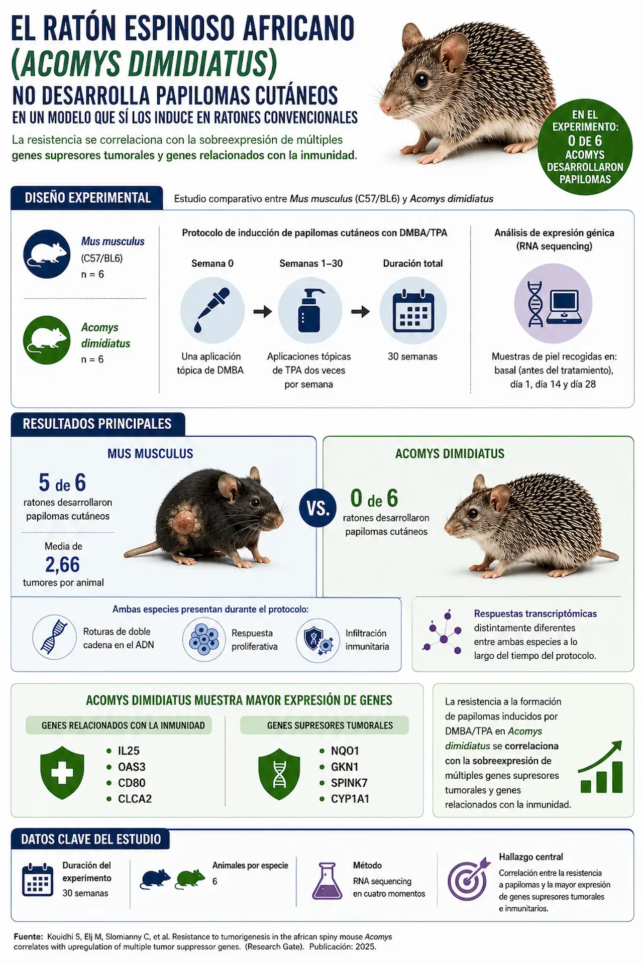 El ratón espinoso africano (Acomys dimidiatus) no desarrolla papilomas cutáneos en un experimento de carcinogénesis química que sí induce tumores en ratones convencionales, asociado a una mayor expresión de genes supresores tumorales y relacionados con la inmunidad / Infografía: EA
