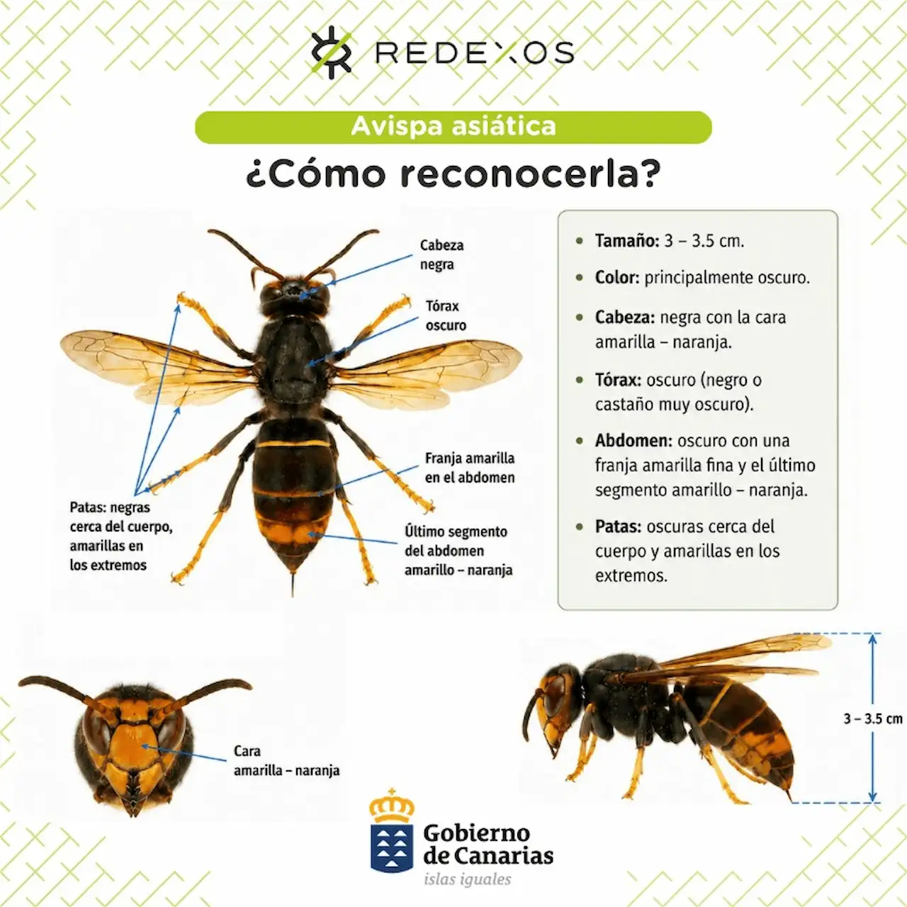 Cómo reconocer a la avispa asiática 'Vespa velutina' / Imagen: GC