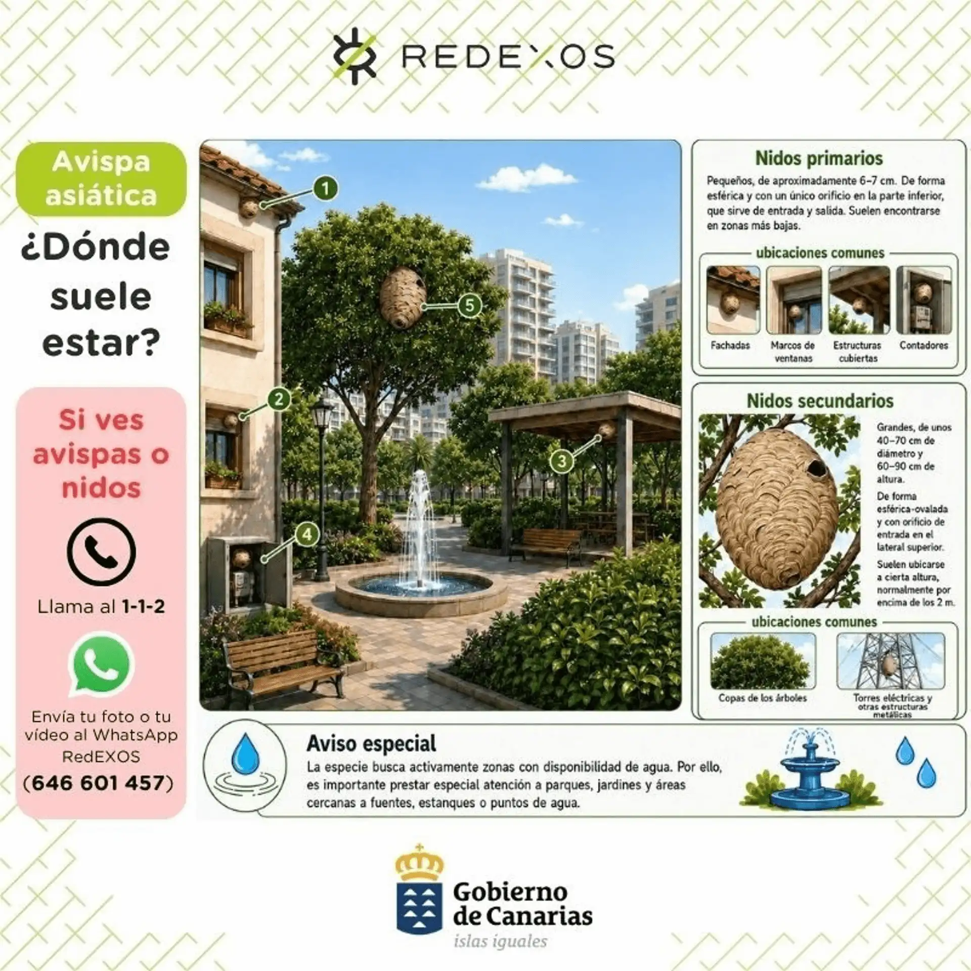 Aviso especial sobre la avispa asiática 'Vespa velutina' / Imagen: GC - EP