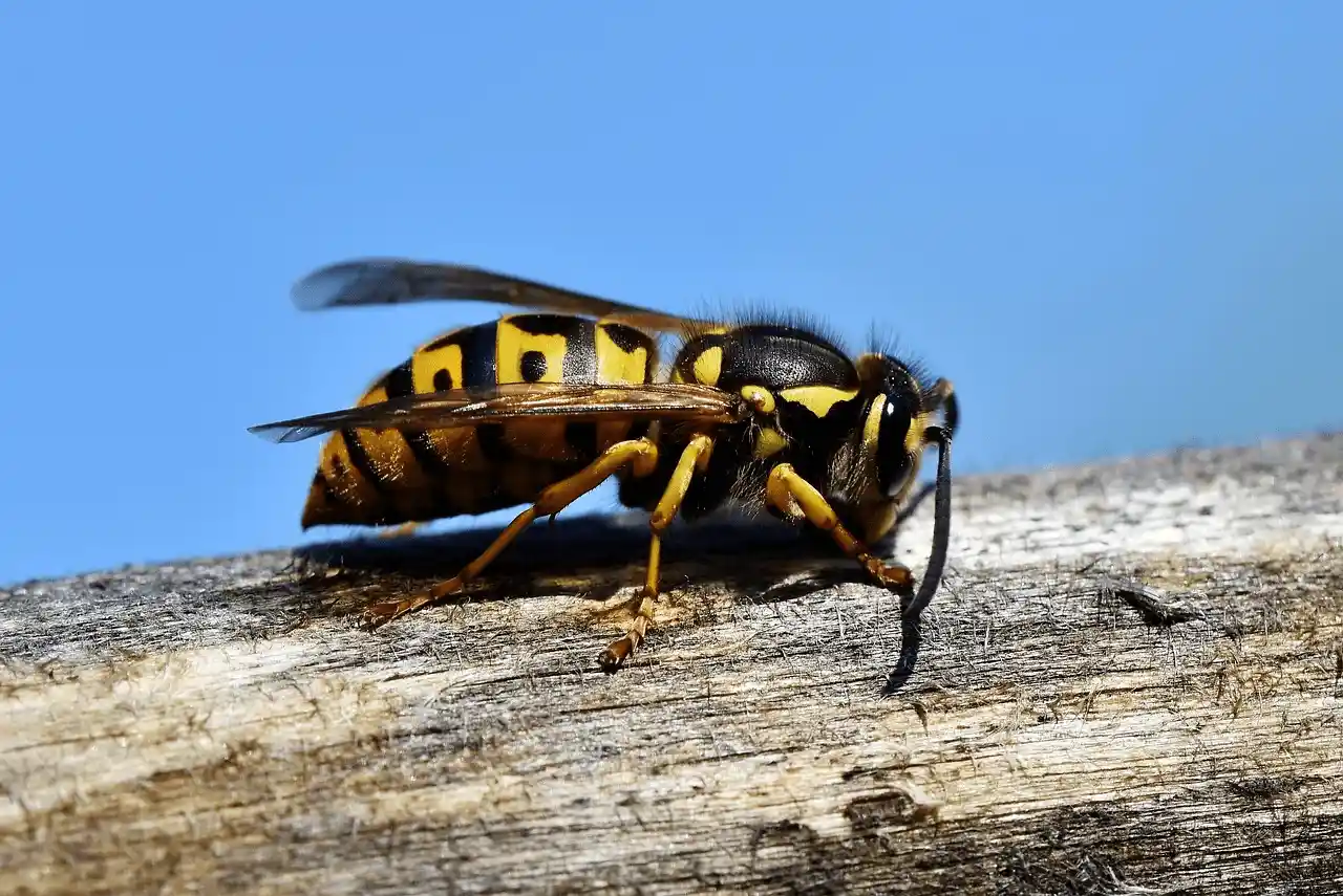 Ejemplar de avispa asiática 'Vespa velutina' / Foto: PB