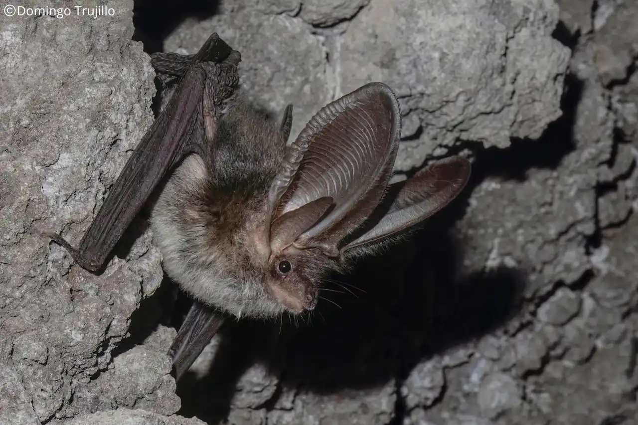 El murciélago orejudo canario (Plecotus teneriffae). En Peligro Crítico / Foto: UICN
