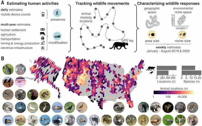 Respuestas de la fauna silvestre a los principales componentes de la actividad humana en los Estados Unidos