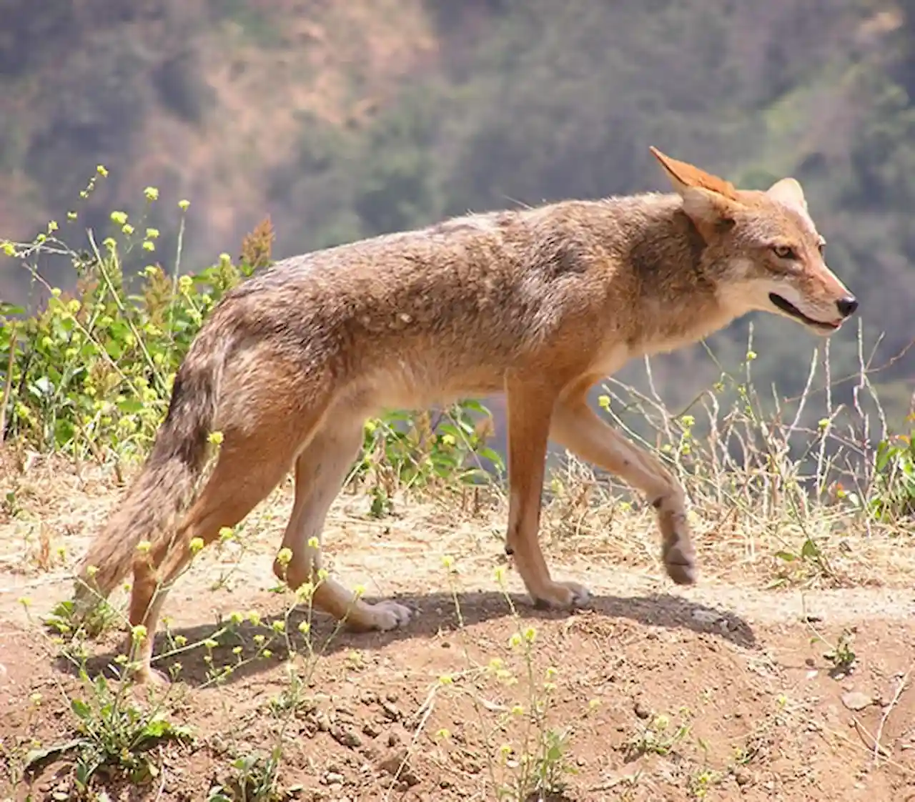 Fauna silvestre. Coyote de montaña de California 'Canis latrans' / Foto: WMC