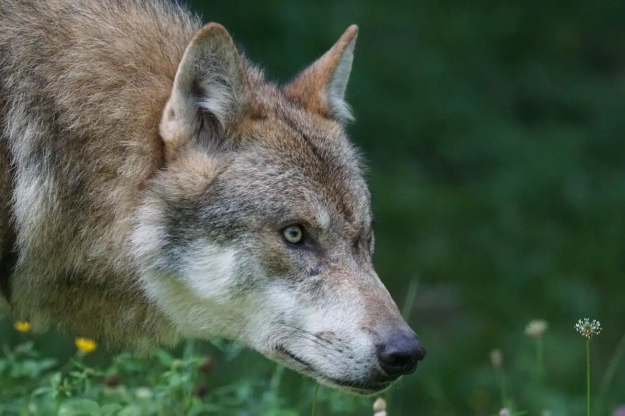 Un ejemplar de lobo ibérico / Foto: PB