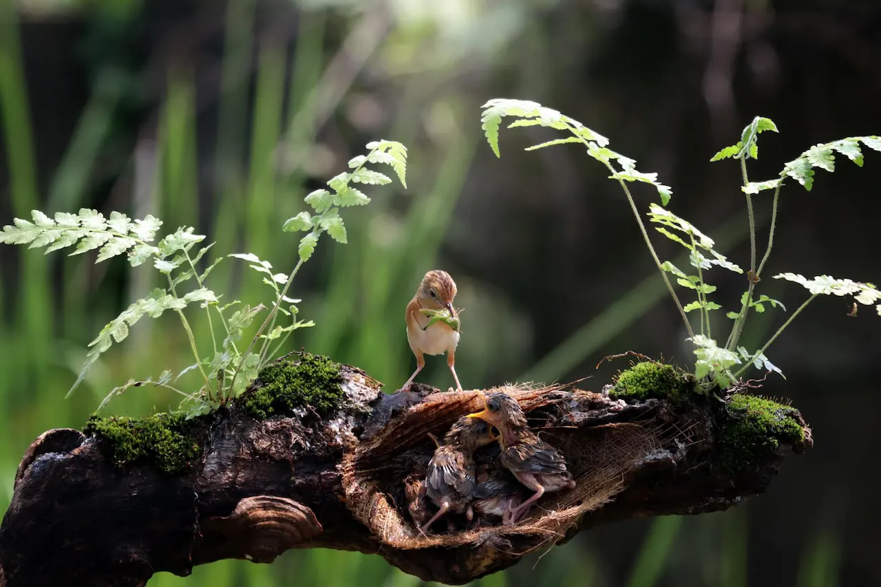 Un ejemplar de cistícola dorado (Cisticola exilis) alimenta a sus polluelos en el nido. Reforestación o rewilding frente al cambio climático / Foto: FP Un ejemplar de cistícola dorado (Cisticola exilis) alimenta a sus polluelos en el nido. Reforestación o rewilding frente al cambio climático / Foto: FP