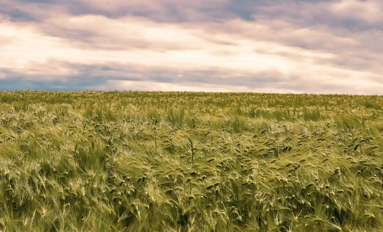 La cebada, cultivo en el que se basa el estudio / Foto: PB La cebada, cultivo en el que se basa el estudio / Foto: PB
