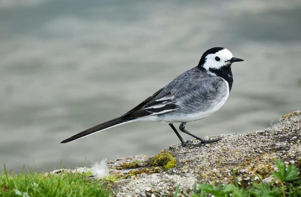 Impacto del calor extremo en las aves urbanas. Lavandera blanca (Motacilla alba) / Foto: PB
