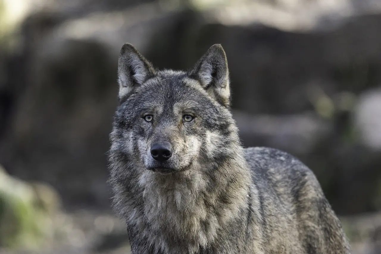 Pacma exige suspender la caza de lobos en Asturias / Foto: PB