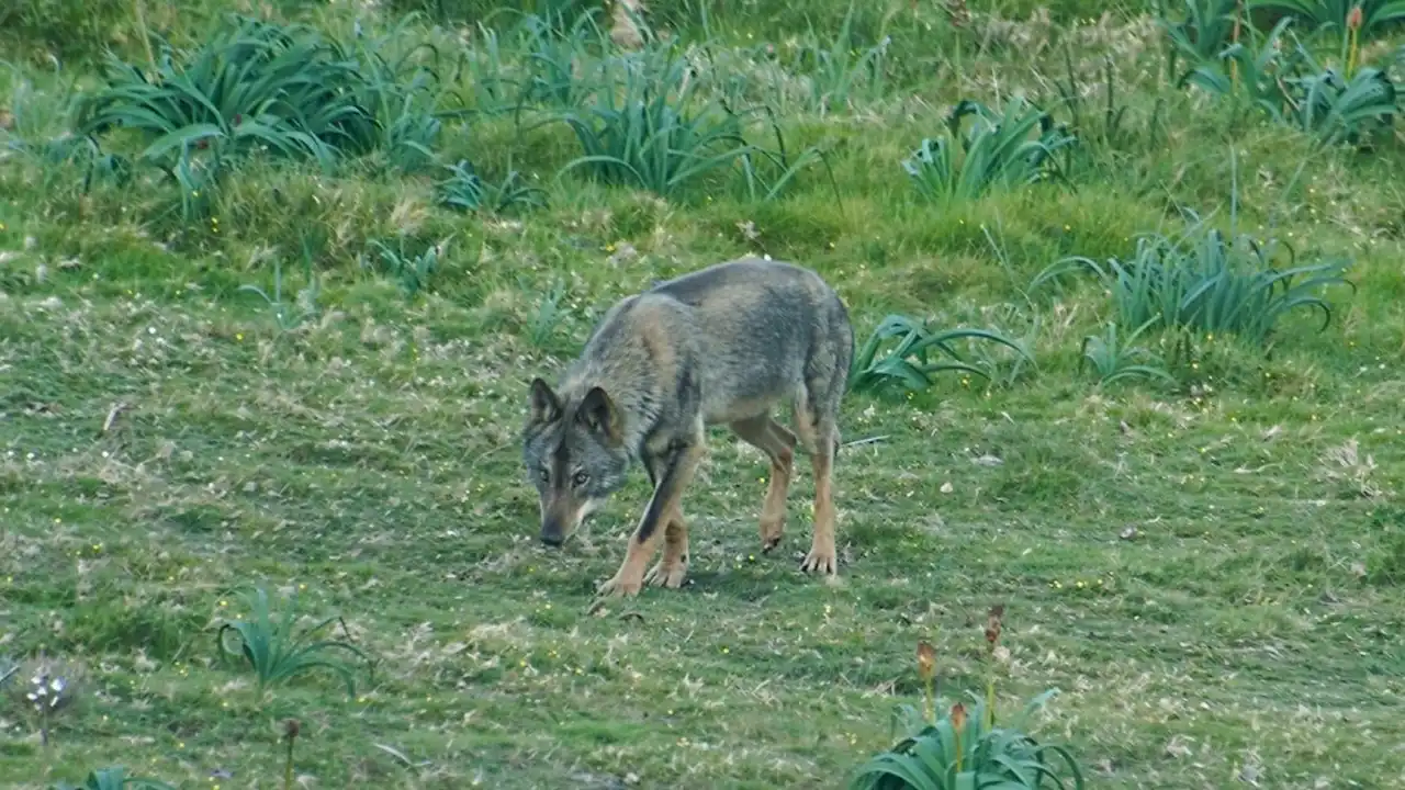 Cantabria fija el cupo de caza del lobo hasta finales de año. Ejemplar de lobo ibérico / Foto: CSIC - EP Cantabria fija el cupo de caza del lobo hasta finales de año. Ejemplar de lobo ibérico / Foto: CSIC - EP