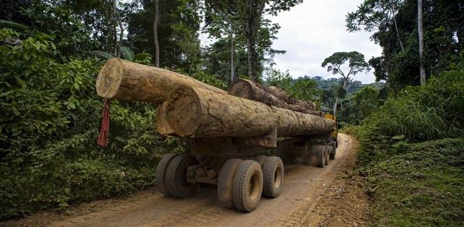 La tala para el comercio ilegal de madera genera beneficios de hasta 7.300 millones de euros / Foto: PNUMA