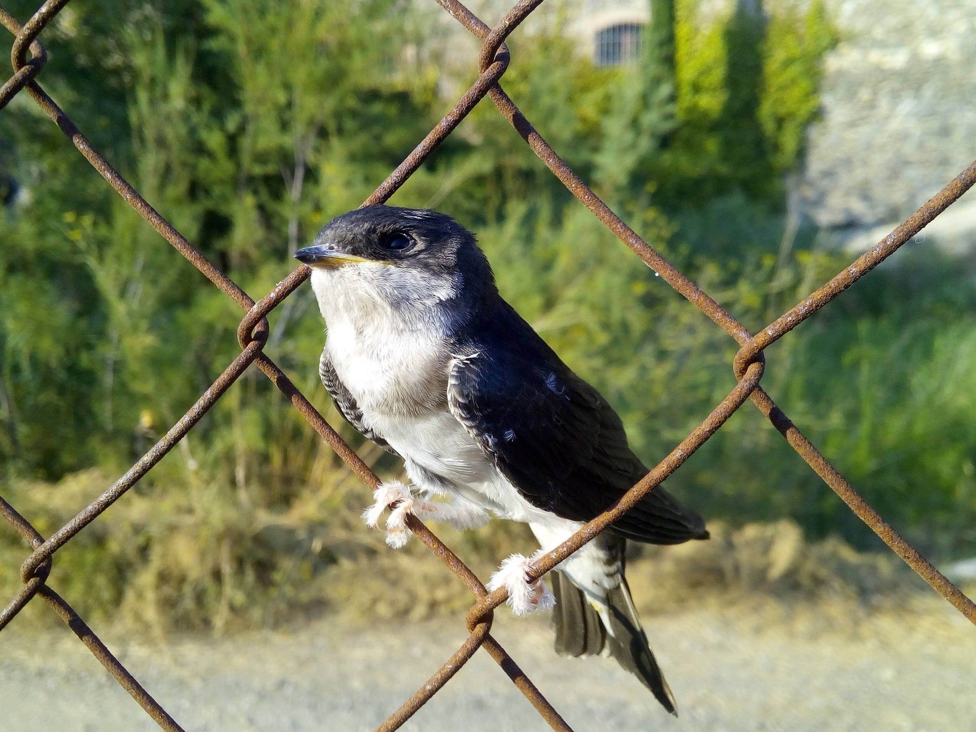 Estas aves son presa fácil las pocas veces que llegan a posarse en el suelo / Foto: ANECPLA