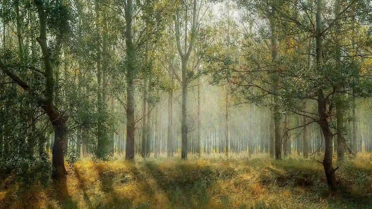 Casi toda la eliminación de carbono procede de bosques y ecosistemas terrestres / Foto: PB