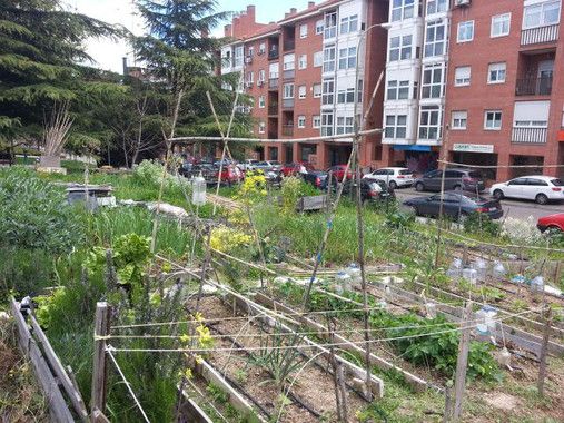 Huerto urbano Villa Rosa de la red madrileña, que se ofreció a colaborar en el estudio / Foto: Miguel Izquierdo