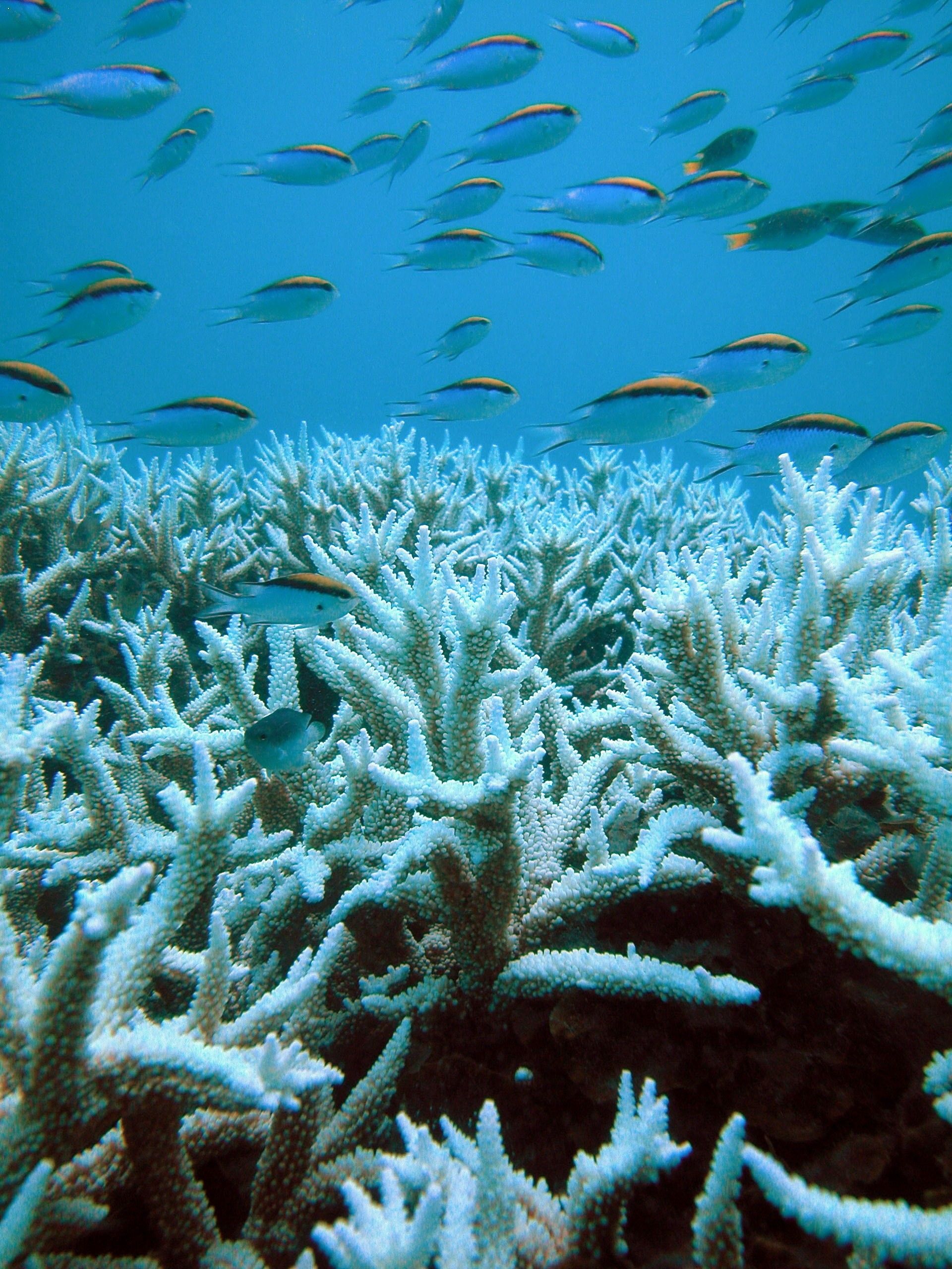 Los arrecifes de coral son uno de los ecosistemas marinos más amenazados / Foto: Hoegh-Guldberg