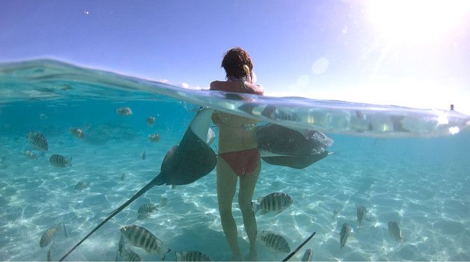 Nadar con mantarrayas y hasta tocarlas es una oferta habitual en el Índico y el Pacífico / Foto: Adobe Stock