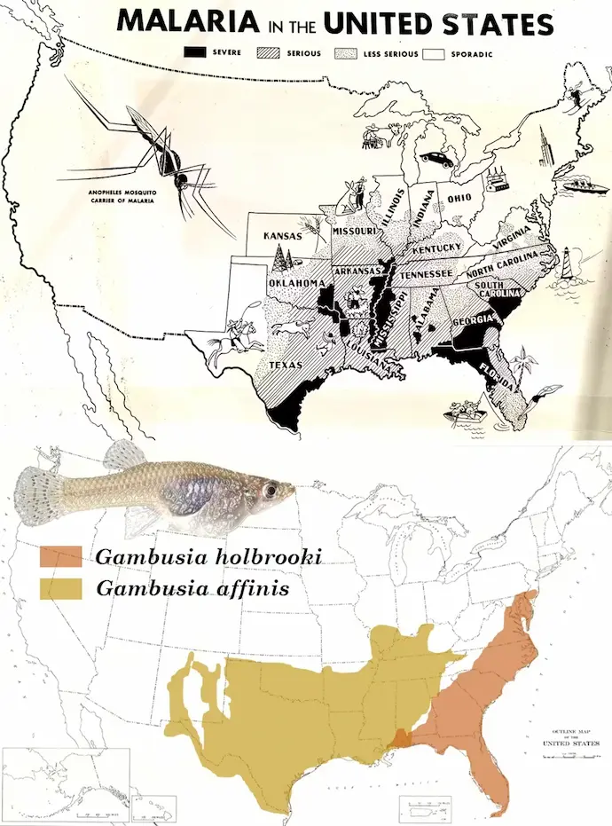 Incidencia de la malaria en EE. UU. en torno a 1940 y áreas de distribución de las dos especies de mosquitofish (G. holbrooki y G. affinis). Resulta evidente que la presencia nativa de gambusias no supuso ningún tipo de protección contra la malaria.