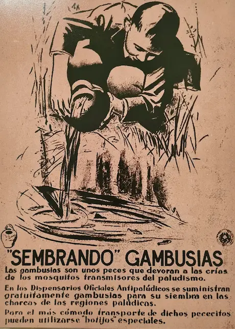 Cartel de promoción de la expansión de la gambusia en España, expuesto en el Centro de Interpretación del Paludismo de Losar de la Vera (Cáceres).