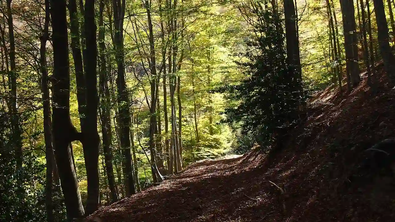 Bosque mediterráneo en el Parque Natural del Montseny, donde un estudio detecta picos matinales de tolueno asociados a episodios de calor y sequía / Foto: PB Bosque mediterráneo en el Parque Natural del Montseny, donde un estudio detecta picos matinales de tolueno asociados a episodios de calor y sequía / Foto: PB