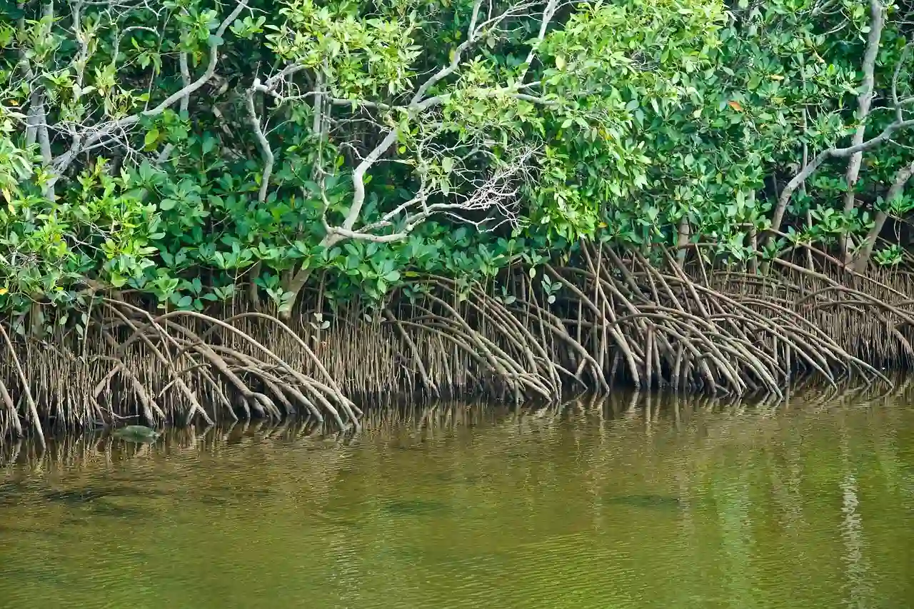 Bosque de manglares como ecosistema clave para almacenar carbono y proteger el litoral / Imagen: PB