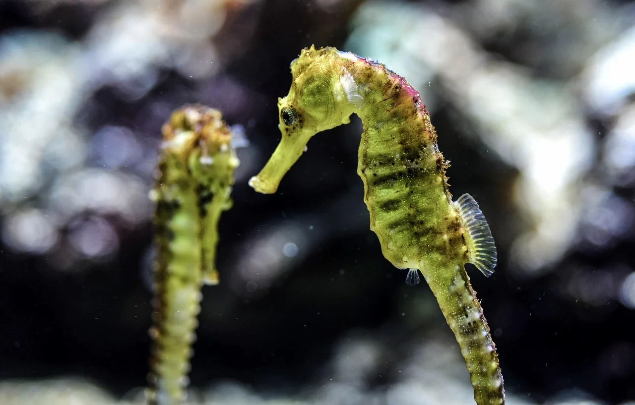 Caballito de mar 'H. hippocampus', víctima del tráfico ilegal de especies / Foto: PB