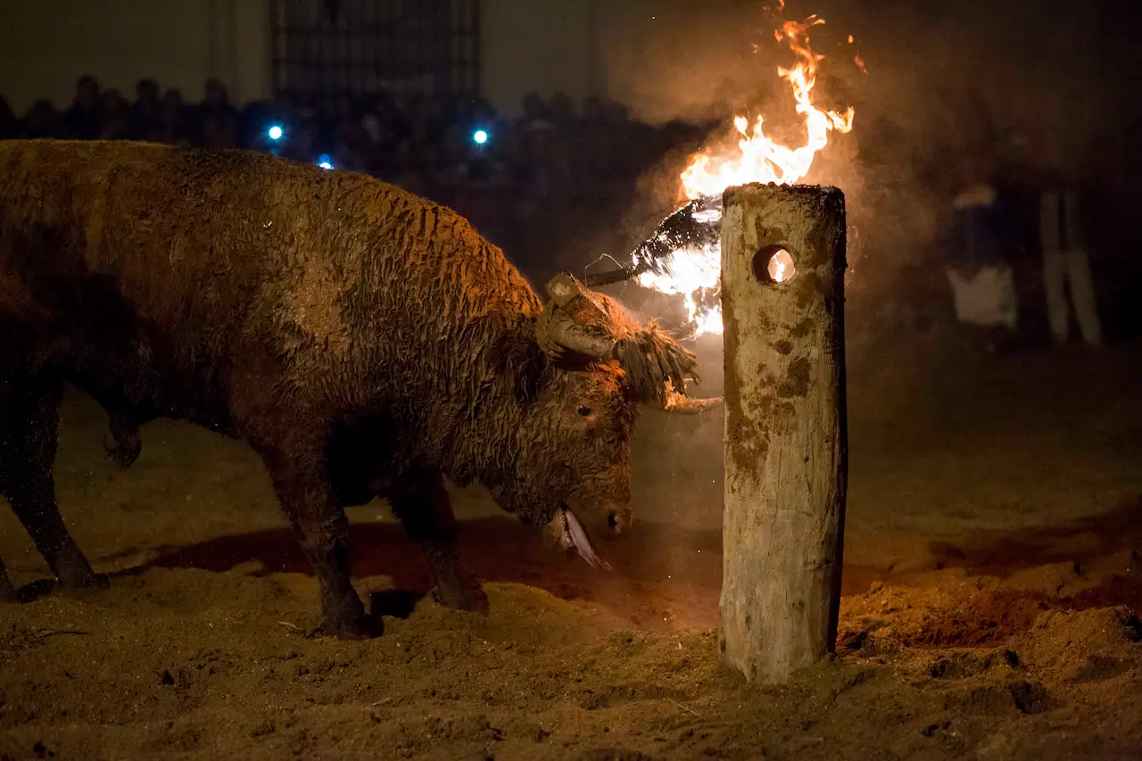 Toro Jubilo de Medinaceli, BIC, Bien de Interés Cultural de carácter inmaterial / Foto: WMC