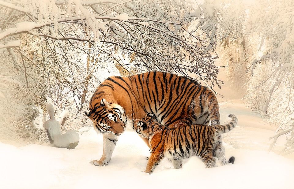 Los tigres llegaron a poblar la práctica totalidad de Asia, desde Siberia a Indonesia / Foto: Sponchia