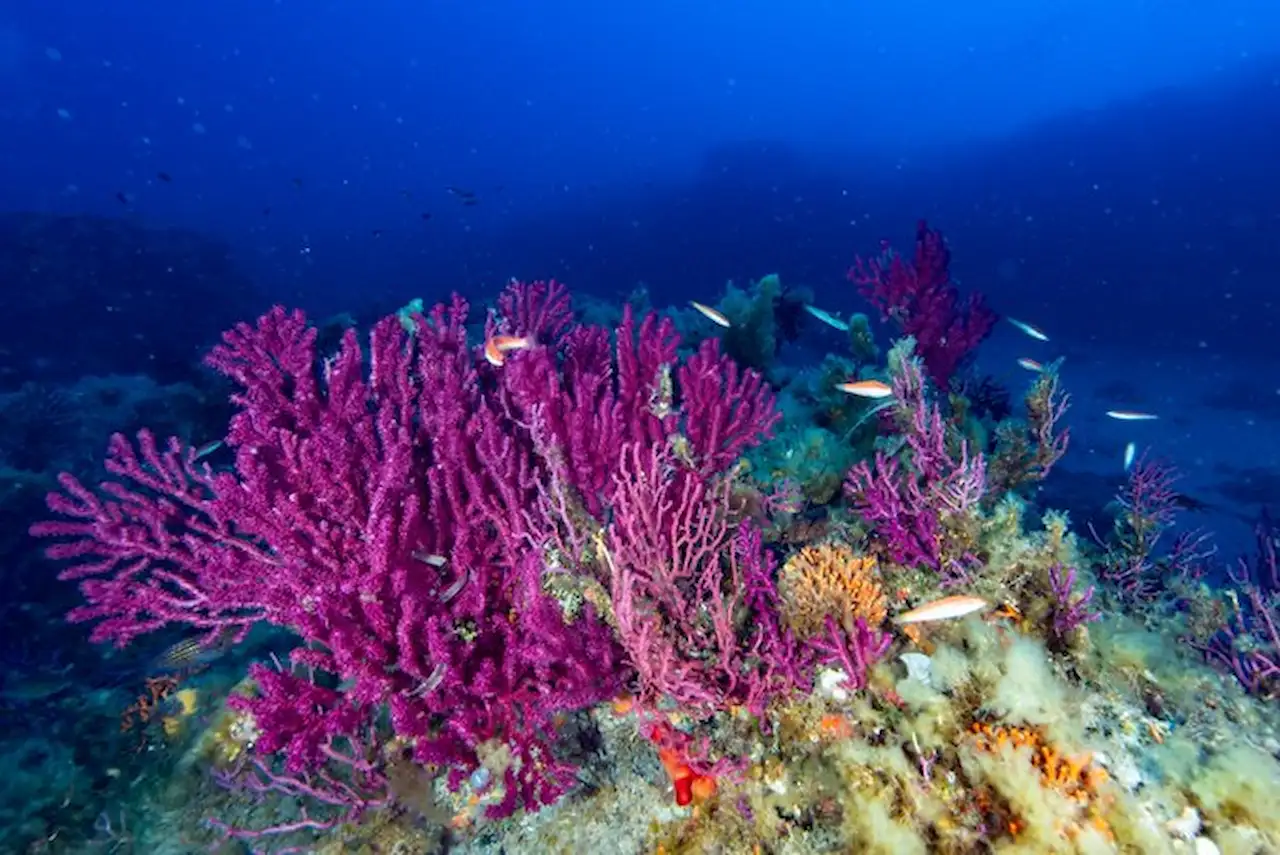 Los fondos coralígenos son uno de los hábitats marinos de mayor diversidad en España / Foto: LIFE Intemares Los fondos coralígenos son uno de los hábitats marinos de mayor diversidad en España / Foto: LIFE Intemares