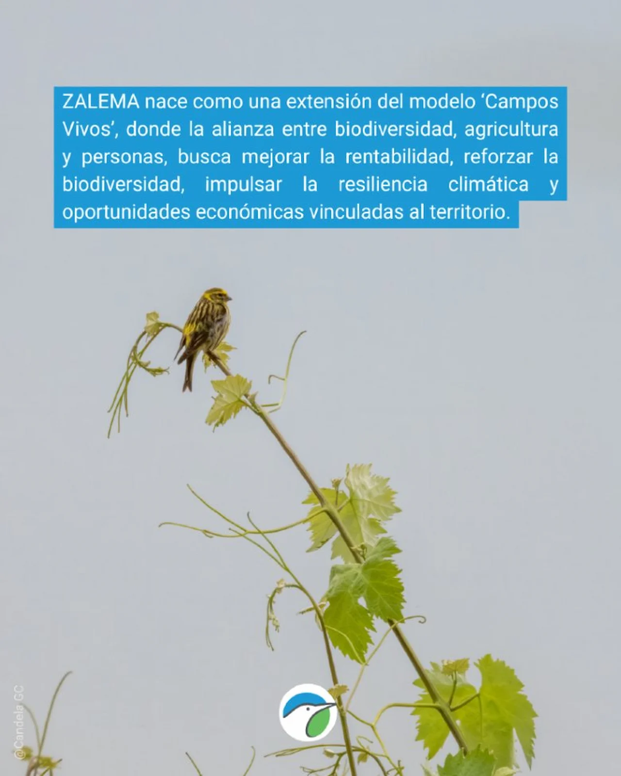 Proyecto Zalema Doñana / Foto: SEO/BirdLife Proyecto Zalema Doñana / Foto: SEO/BirdLife