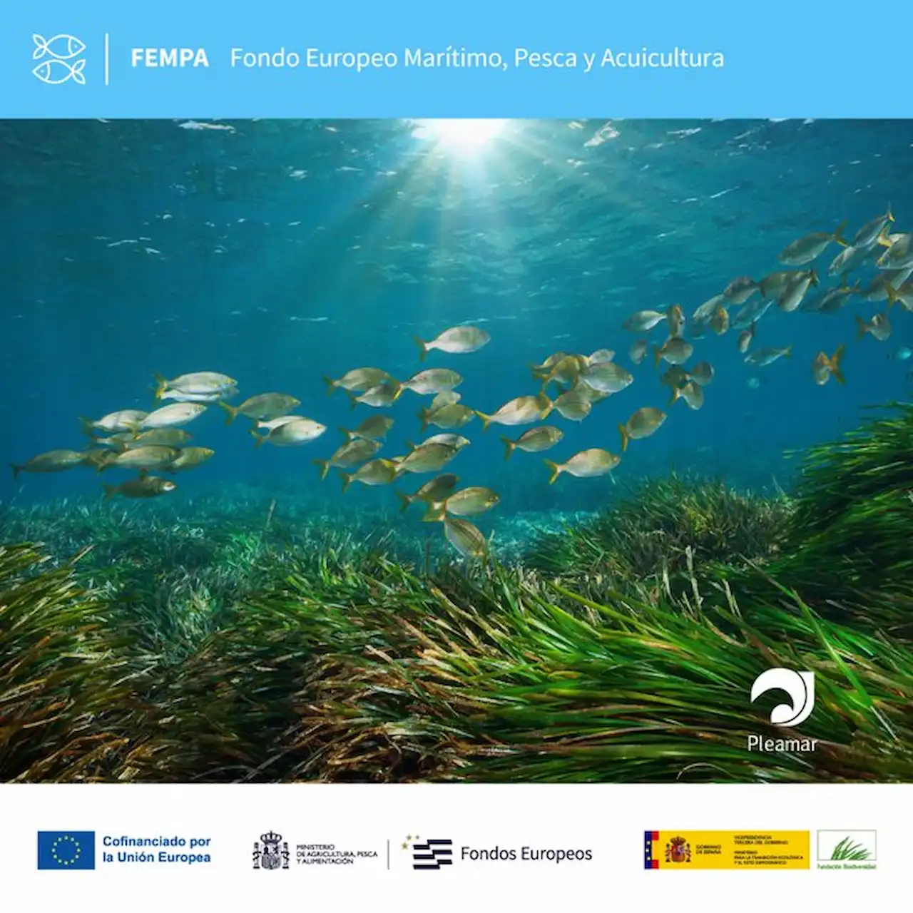 Pradera de Posidonia oceanica / Foto: Life Intermares