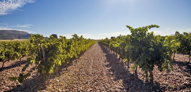 Viñedos en la cuenca del río Duero, Castilla y León / Foto: Jose Ignacio Soto