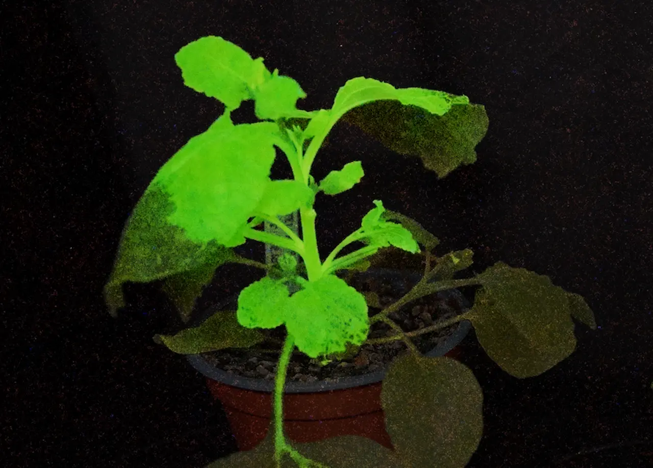 La planta del estudio, iluminada en verde, señala la presencia del virus
