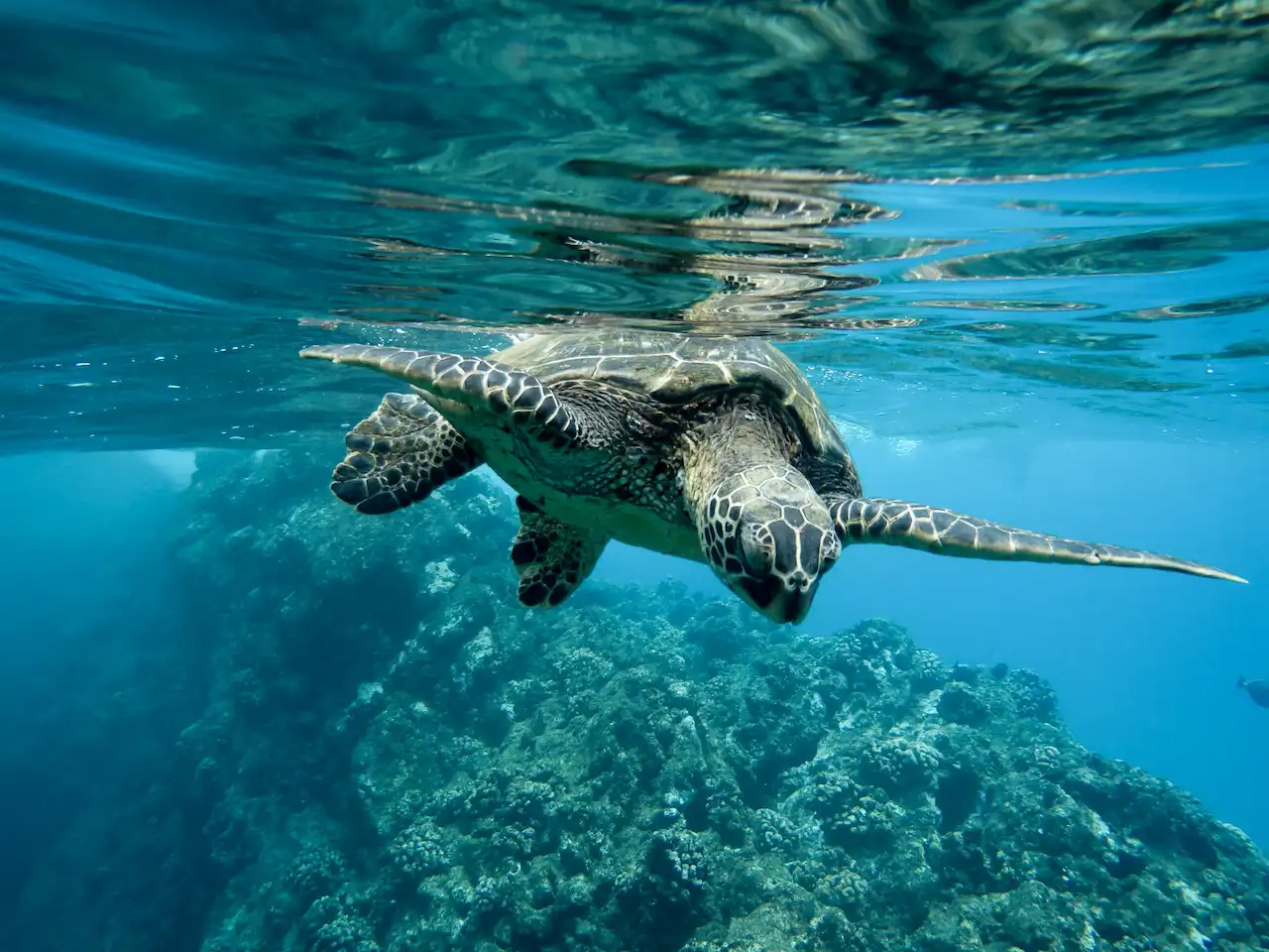 Tortuga verde en aguas iluminadas. Parte del daño en los océanos no se borrará aunque enfriemos el planeta / Foto: FP Tortuga verde en aguas iluminadas. Parte del daño en los océanos no se borrará aunque enfriemos el planeta / Foto: FP