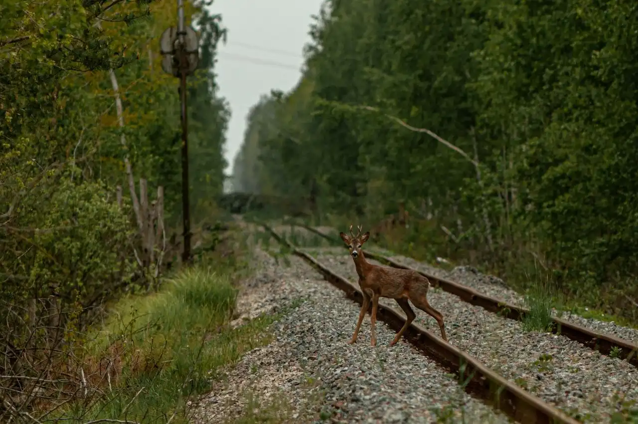 Un corzo cruza una vía férrea junto a Novoshepelychi, aldea abandonada en la zona de exclusión de Chernóbil (Ucrania) / Foto: Kateryna Korepanova - CSIC