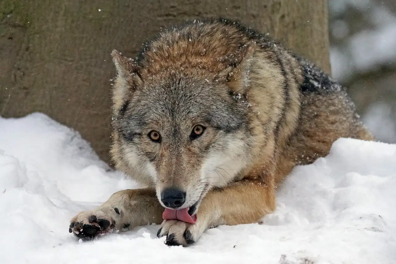 Sigue la polémica sobre el estado de conservación del lobo ibérico / Foto: PB Sigue la polémica sobre el estado de conservación del lobo ibérico / Foto: PB