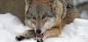Sigue la polémica sobre el estado de conservación del lobo ibérico / Foto: PB Sigue la polémica sobre el estado de conservación del lobo ibérico / Foto: PB