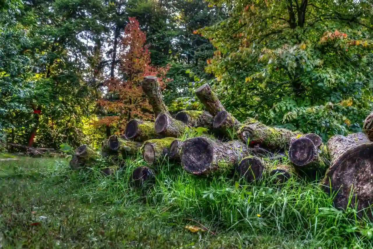 Selvicultores reclaman fiscalidad forestal para la gestión sostenible de los bosques / Foto: PB
